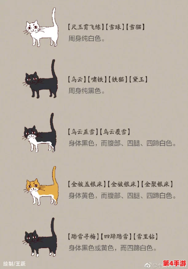 猫咪成人地域网名怎么取？2021年最新热门词汇分享