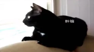 糖心vIong柚子猫:绝美设计,清新可爱,让人忍不住想要拥有 糖心vIong柚子猫:绝美设计,清新可爱,让人忍不住想要拥有