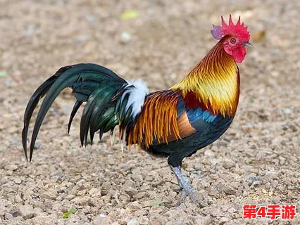 欧美人与禽ZOZ0性论交：令人震惊的跨物种行为研究结果
