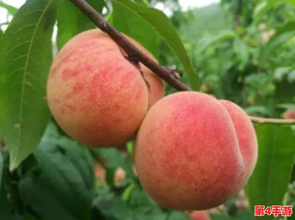 大坤坤戳进桃子有牛奶，展现了独特的创意与幽默感，让人忍俊不禁