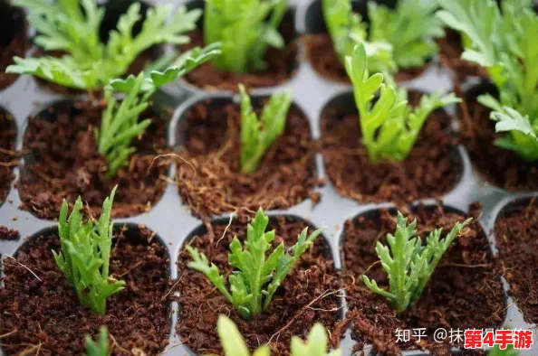 嫩叶草研究一二三线路：探索其生长特性与生态贡献，深受园艺爱好者好评