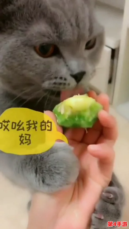 “51吃瓜今日吃瓜必吃胖猫吃瓜中心，网友热赞这里的美味与氛围，绝对不容错过！”