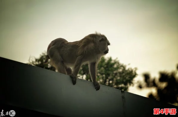 二个人在一起生猴子不盖被子，爱情与责任的真实考验与生活中的小确幸