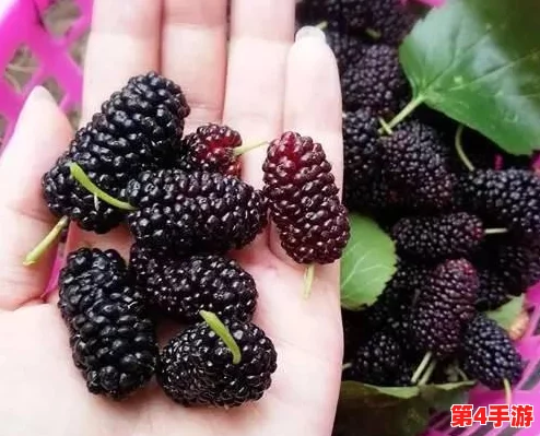 樱桃视频污：深度解析樱桃视频平台的不良内容传播现象