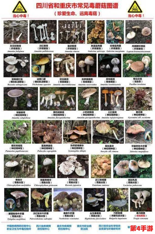 蘑菇吃瓜料每日爆料：深入理解背后的故事与真相，带你看不一样的视角