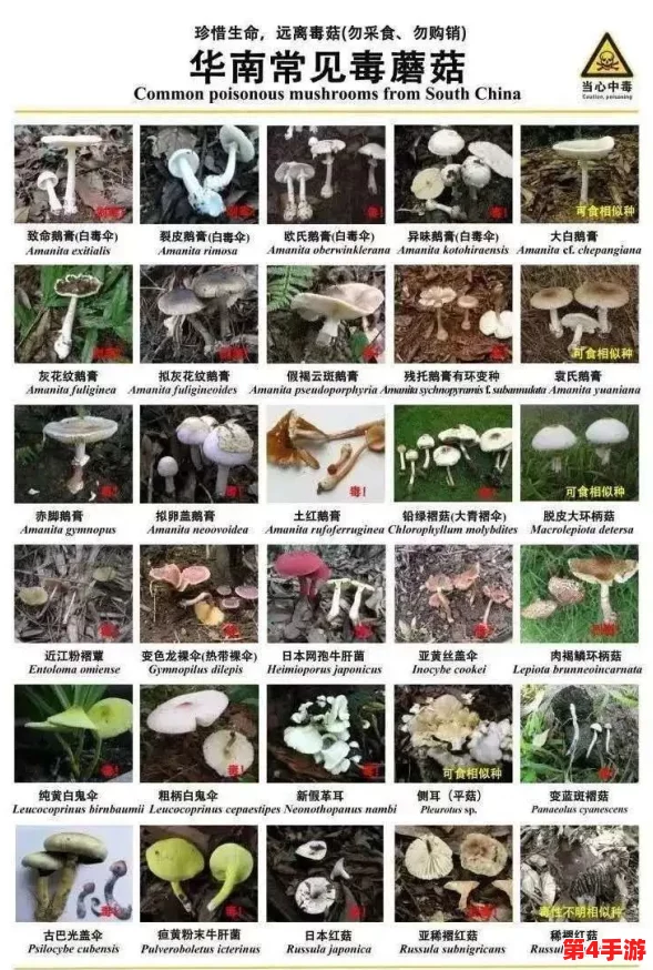蘑菇吃瓜料每日爆料:深入理解背后的故事与真相,带你看不一样的视角 蘑菇吃瓜料每日爆料:深入理解背后的故事与真相,带你看不一样的视角