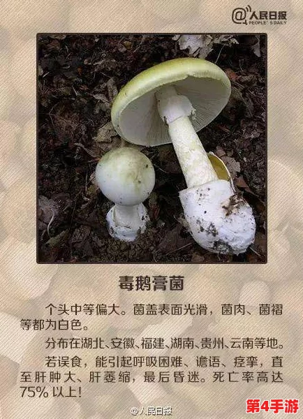 蘑菇吃瓜料每日爆料:深入理解背后的故事与真相,带你看不一样的视角 蘑菇吃瓜料每日爆料:深入理解背后的故事与真相,带你看不一样的视角