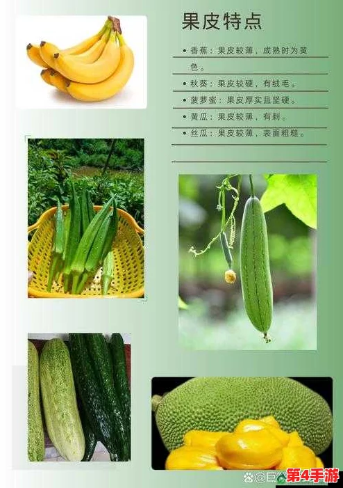 秋葵茄子丝瓜香瓜榴莲大全：网友称赞秋葵清新可口，丝瓜鲜嫩，不同水果香甜独特，赞不绝口！