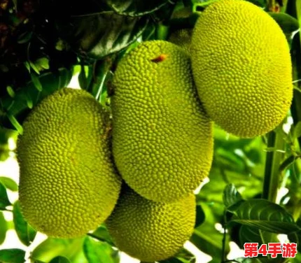 国精产品一二二区视菠萝蜜的优势：用户好评如潮，口感独特，营养丰富，深受喜爱