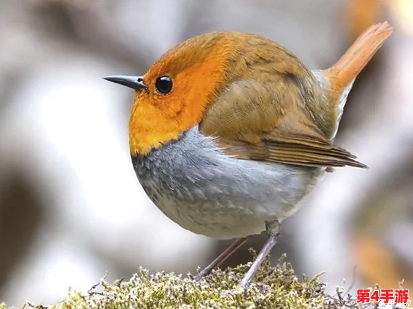 知更鸟翻白眼流眼泪流口水：众网友热议其可爱表情，纷纷表示“太真实了，直击心灵”