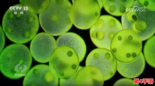 《护核纪元》生态探索：揭秘植物食材的奇异效能与对抗辐射的独特贡献