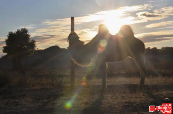 千夜千色千人9t9t9t：多元文化交融的奇妙旅程，带你领略不一样的视角与体验