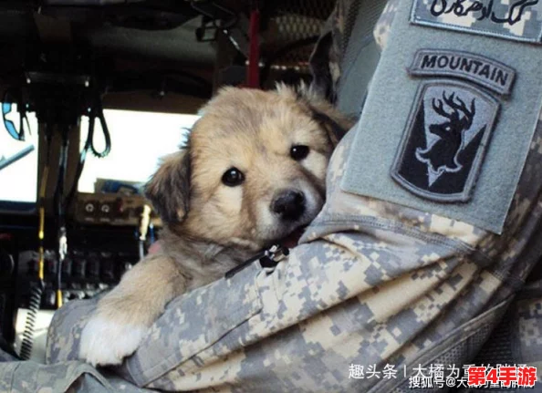 张警犬9分10秒头撞玻璃夸克，展现了动物在紧急情况下的反应能力与训练的重要性，引发对警犬工作的深思