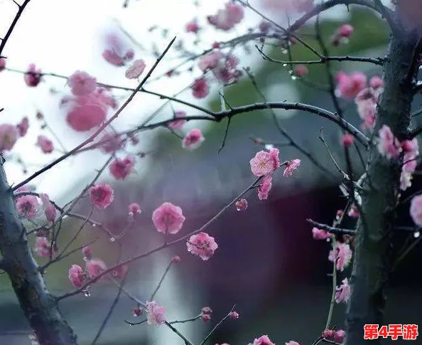 朦胧细雨织春梦,室外春雨绵绵室内欢声依旧悦动心弦 朦胧细雨织春梦,室外春雨绵绵室内欢声依旧悦动心弦