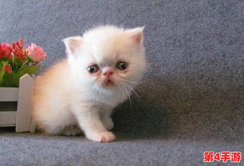 精选猫咪养成攻略:汤猫辅助技能搭配与优选策略指南 精选猫咪养成攻略:汤猫辅助技能搭配与优选策略指南