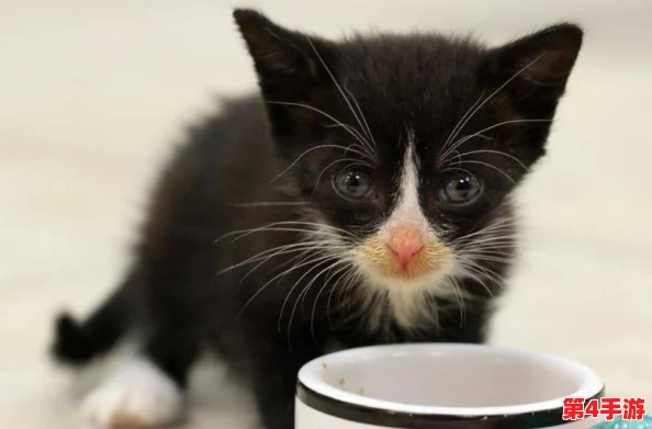 精选猫咪养成攻略:汤猫辅助技能搭配与优选策略指南 精选猫咪养成攻略:汤猫辅助技能搭配与优选策略指南