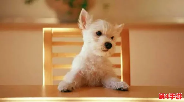 牧场ZOOMSERVO兽狗购买:如何选择最适合您的宠物? 牧场ZOOMSERVO兽狗购买:如何选择最适合您的宠物?