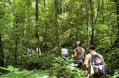 橡子屋的奇幻森林探险之旅：揭秘自然奥秘，勇闯未知绿意秘境