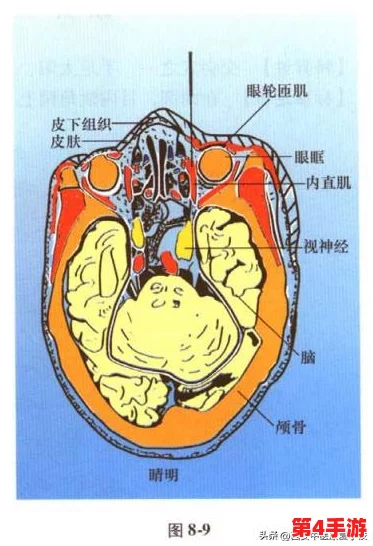 超级胬肉系统第二部叫什么？这是一个关于眼科疾病及其治疗的深入探讨，涵盖了最新研究和临床实践