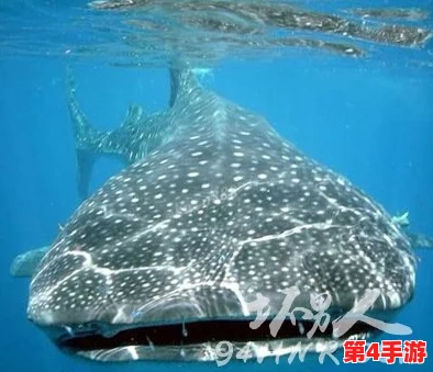 探索心动小镇：揭秘欧洲鲶鱼的神秘栖息地与特色介绍