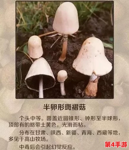 蘑菇黑料爆料:深入解析这些神秘食材的安全性和营养价值 蘑菇黑料爆料:深入解析这些神秘食材的安全性和营养价值