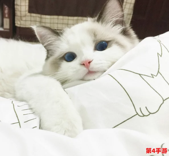 猫咪最新永久地域网名是什么?如何理解这些网络名称? 猫咪最新永久地域网名是什么?如何理解这些网络名称?