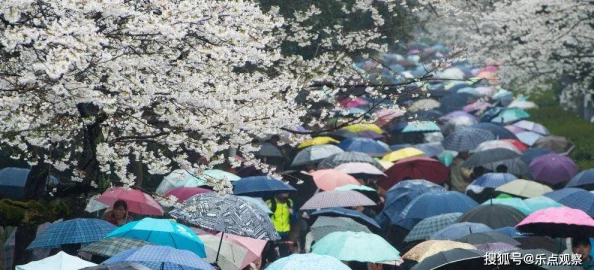 部长外勤中突然下大雨，日本城市的美丽瞬间与气候变化的挑战结合，引发深思与讨论