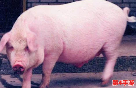 猪的又细又长像钻头一样，科学家发现这种特征可能与遗传变异有关，引发养殖业新关注