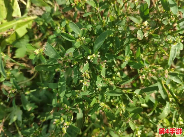 探索灵芝千年传说:真实生命力揭秘,今日科学解答——并非真能存活千载之谜 探索灵芝千年传说:真实生命力揭秘,今日科学解答——并非真能存活千载之谜