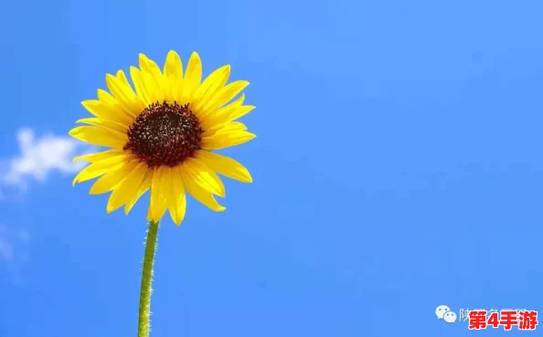 葵花宝典十八岁立刻离开萱草花,2024年AI技术助力年轻人追梦新篇章 葵花宝典十八岁立刻离开萱草花,2024年AI技术助力年轻人追梦新篇章