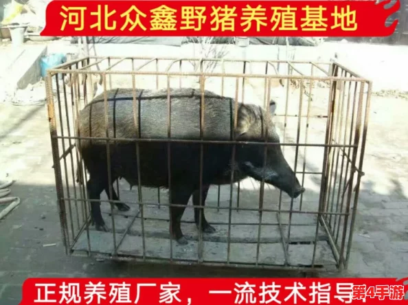猪的又细又长像钻头一样,究竟是怎样的生物特征让它们如此独特? 猪的又细又长像钻头一样,究竟是怎样的生物特征让它们如此独特?