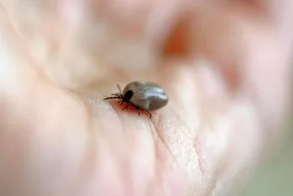 《死亡细胞》挑战攻略：精准应对蜱虫之母，掌握弱点策略制霸战场