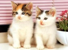 猫咪网最新地域网名是什么样的啊？带你了解各地独特风格与创意命名背后的故事！