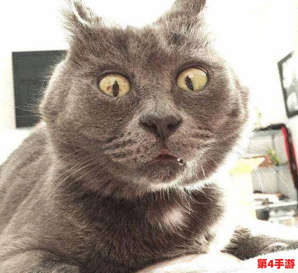 猫咪网最新地域网名是什么样的啊?带你了解各地独特风格与创意命名背后的故事! 猫咪网最新地域网名是什么样的啊?带你了解各地独特风格与创意命名背后的故事!