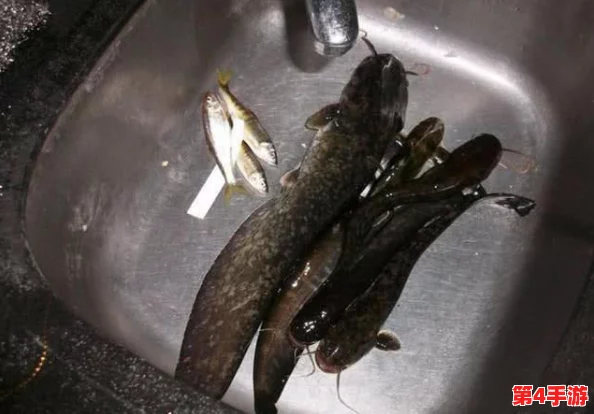星露谷物语中寻觅鲶鱼踪迹:最佳垂钓地点与技巧指南 星露谷物语中寻觅鲶鱼踪迹:最佳垂钓地点与技巧指南