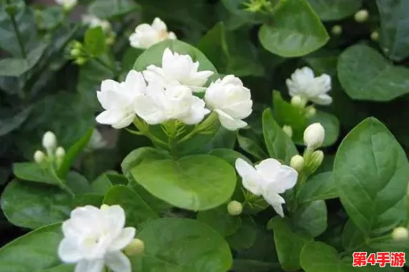 小白花浇灌日常：理解植物生长的奥秘与养护技巧分享