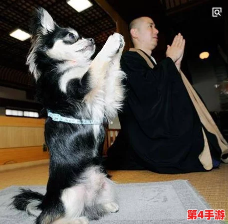 日本mindup狗狗：新科技助力宠物健康管理，提升养犬体验与主人互动乐趣