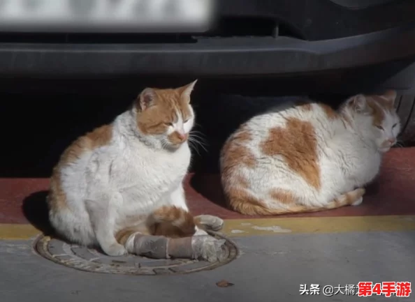 设计自己初次给七个流浪车库，助力城市环保与社区发展新模式的实施与推广