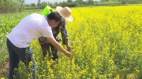 《儿子耕种母亲的田地》：一部感人至深的电影，展现了亲情与责任的交织
