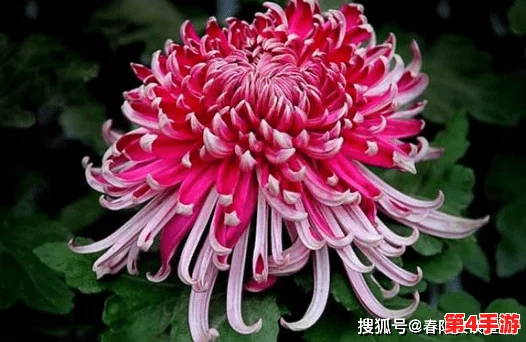 错一道题在菊花里放一支笔，这种幽默的表达方式引发了人们对教育和考试压力的深思与反思