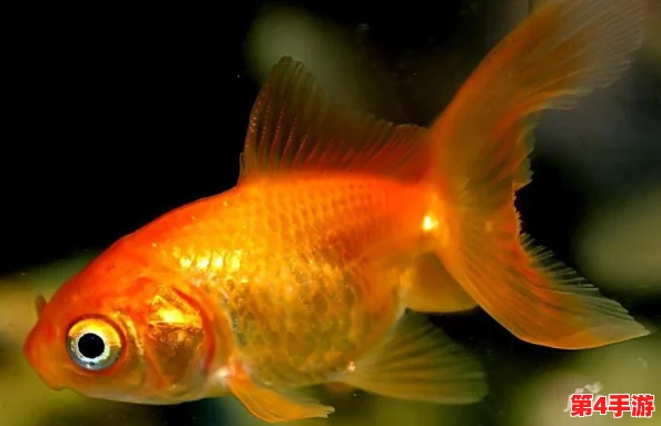 吕布与金鱼完美融合的艺术：打造专属水族箱装饰搭配指南