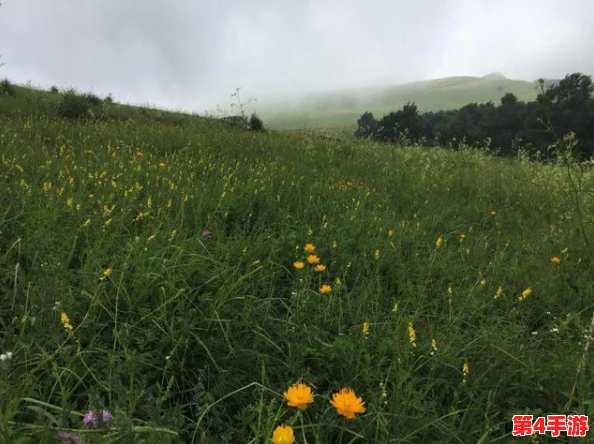 韩国野花:感受春日的绚丽与自然之美,领略大自然赋予我们的独特魅力与生命力 韩国野花:感受春日的绚丽与自然之美,领略大自然赋予我们的独特魅力与生命力