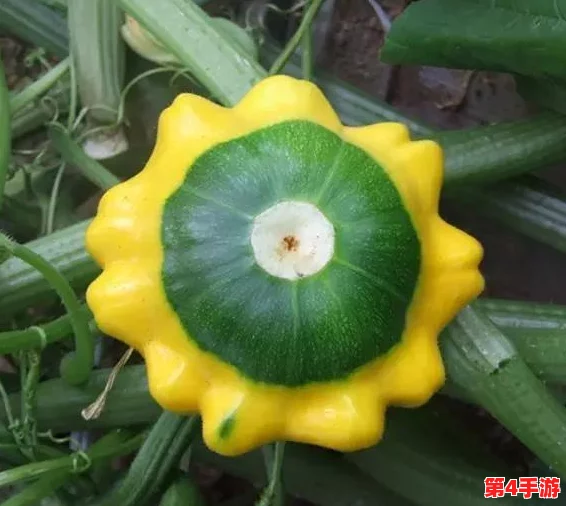 植物大战僵尸2：飞碟瓜实战效能与特色技能全面评测，解锁新关卡必备神器！