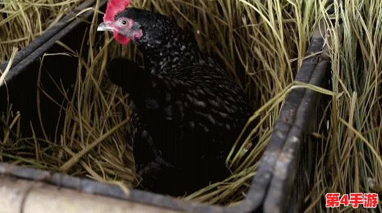 我获得了肉禽系统：如何通过现代化养殖技术提升肉禽产业的可持续发展与经济效益