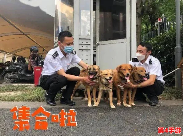 废旧工厂被流浪狗装满肚子,数十只流浪犬聚集成群引发居民关注与担忧,亟需解决这一社会问题 废旧工厂被流浪狗装满肚子,数十只流浪犬聚集成群引发居民关注与担忧,亟需解决这一社会问题