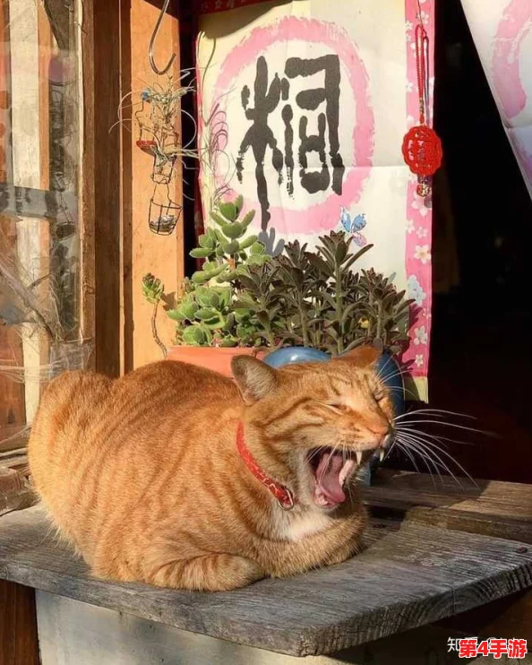 猫咪成人地域网名怎么取?网友分享独特创意,竟然引发热议与争论! 猫咪成人地域网名怎么取?网友分享独特创意,竟然引发热议与争论!