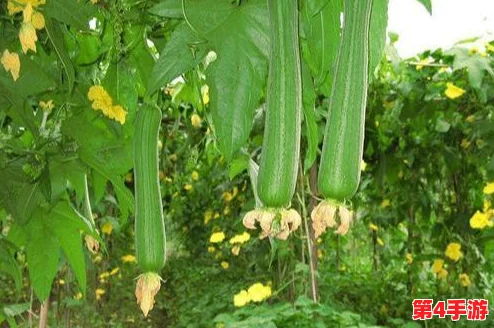 草莓丝瓜深夜释放自己：探讨夜间植物生长规律与光合作用对植物生理的影响