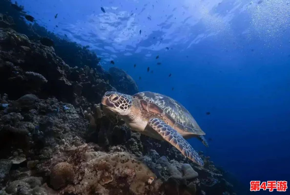 绿意盎然海角原创:探讨海洋生态保护的重要性与生物多样性的现状分析 绿意盎然海角原创:探讨海洋生态保护的重要性与生物多样性的现状分析