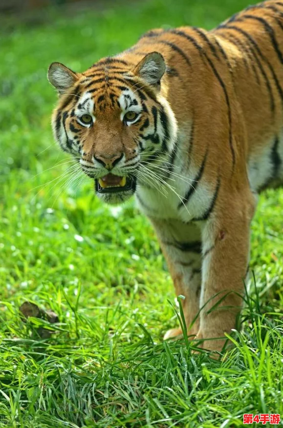 4虎的网名最新2024：传闻他们背后隐藏着不为人知的秘密，粉丝们纷纷猜测其真实身份与未来动向！