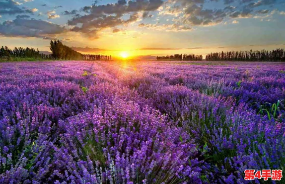 熏衣草实验室2024隐藏路线及其背后的科学实验解析与参观技巧分享